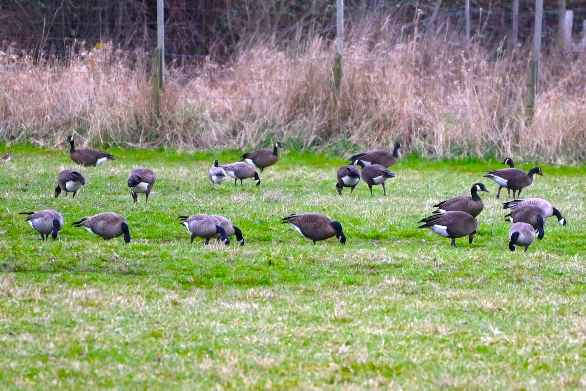 Cackling Goose (Taverner's) - ML616374775