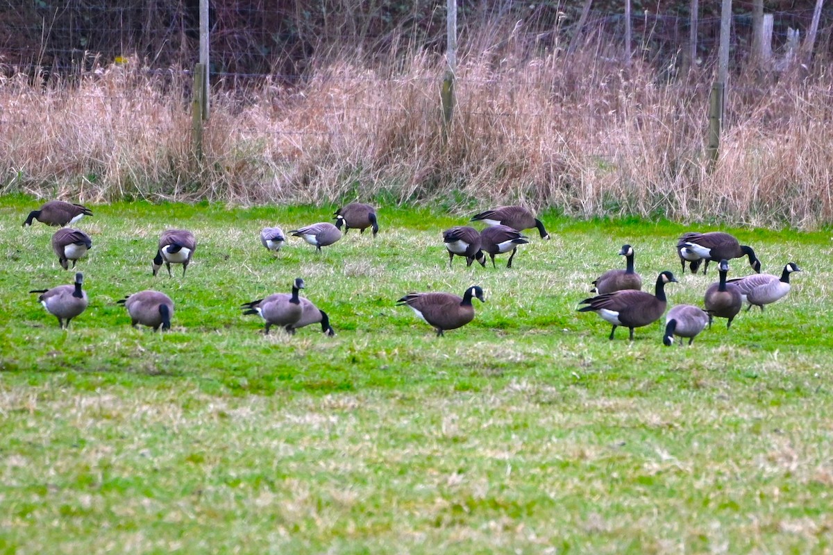 Cackling Goose (Taverner's) - Geoffrey Newell