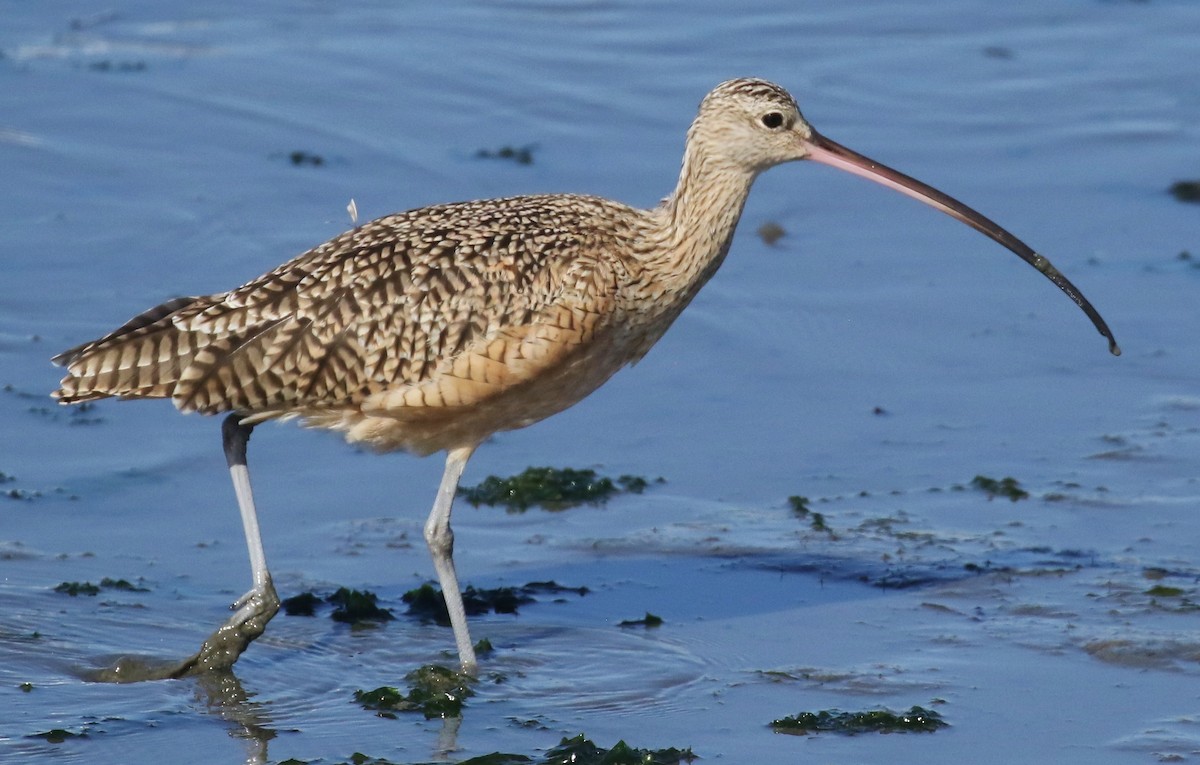 Long-billed Curlew - ML616374787