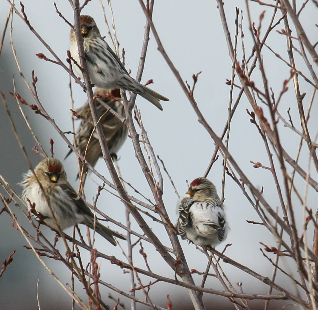 Hoary Redpoll - ML616374811