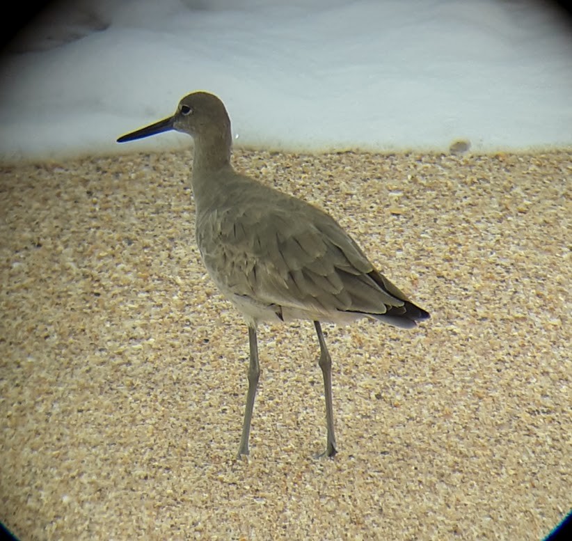 Willet - ML616374812