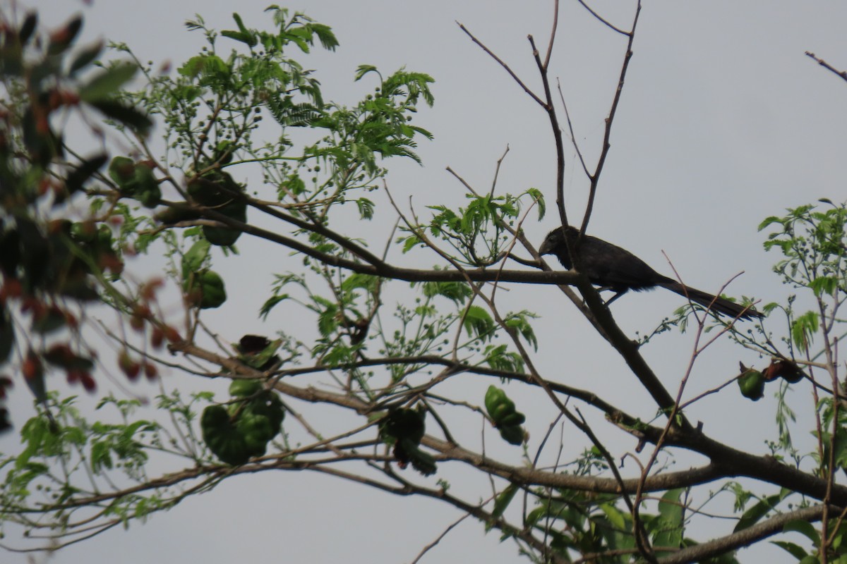 Groove-billed Ani - ML616374839