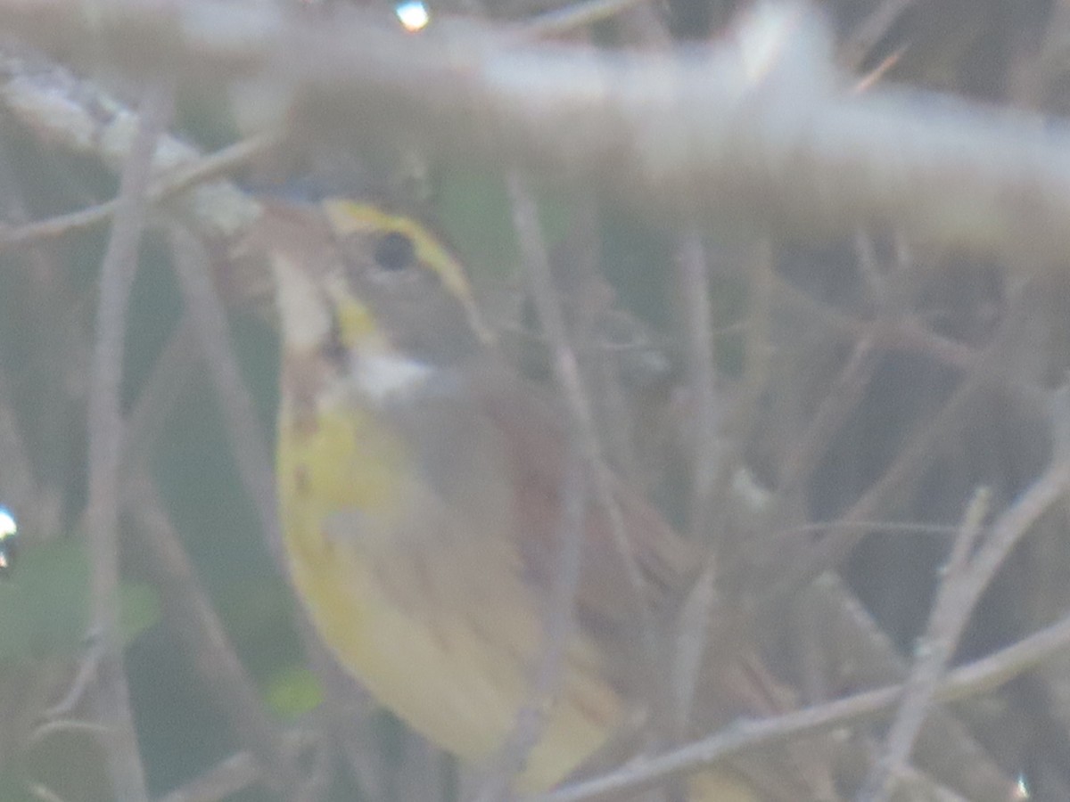 Dickcissel d'Amérique - ML616374844