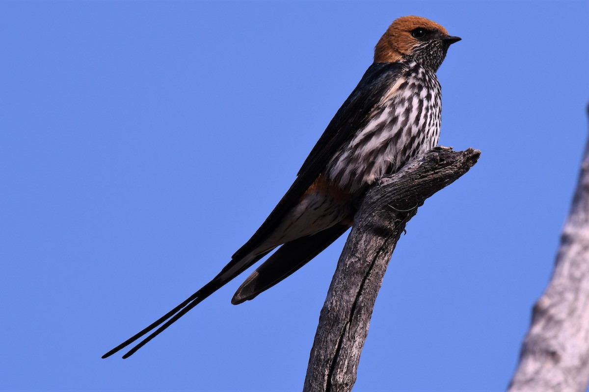 Lesser Striped Swallow - Christian Engel