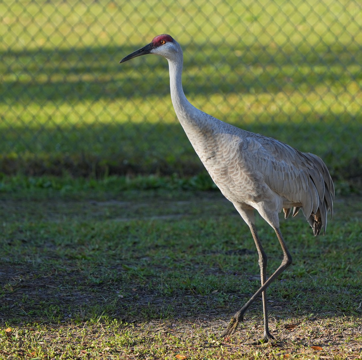 Grulla Canadiense - ML616374945