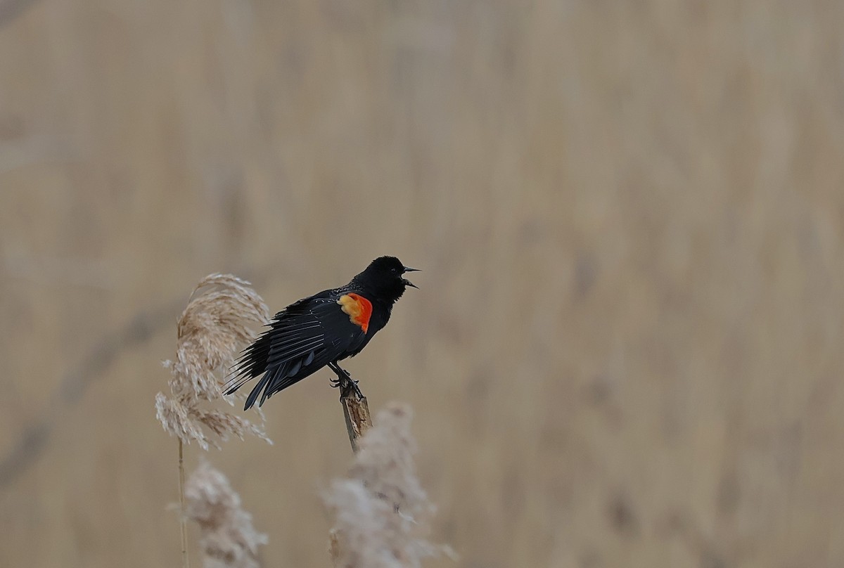 Red-winged Blackbird - ML616374986