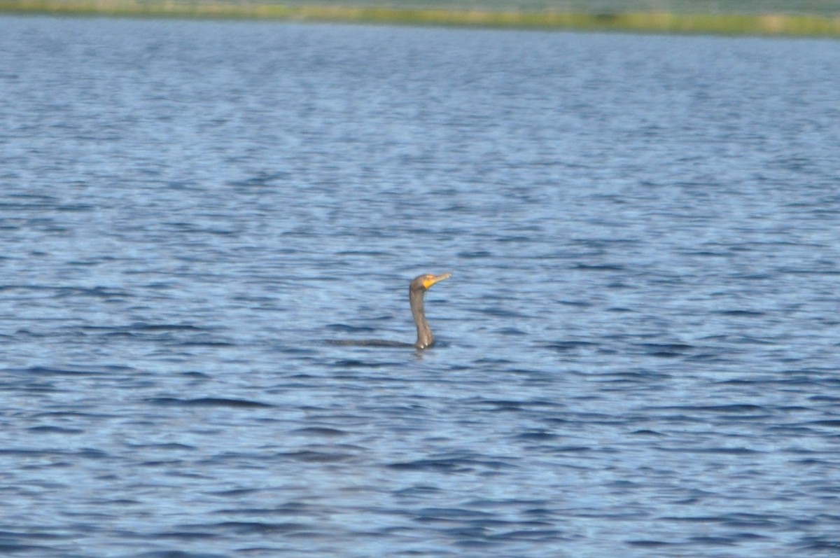 Double-crested Cormorant - ML616375009