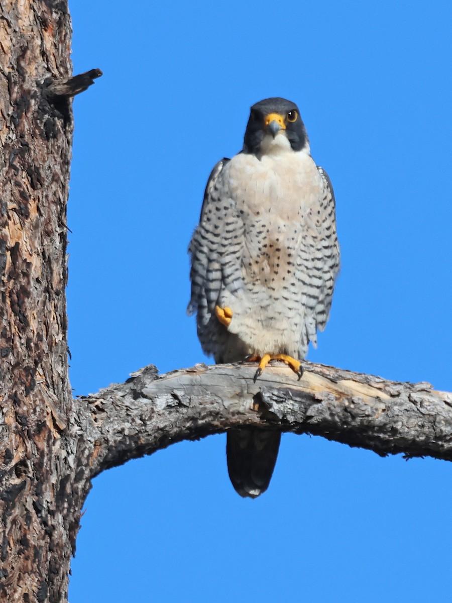 Peregrine Falcon - Alan Versaw