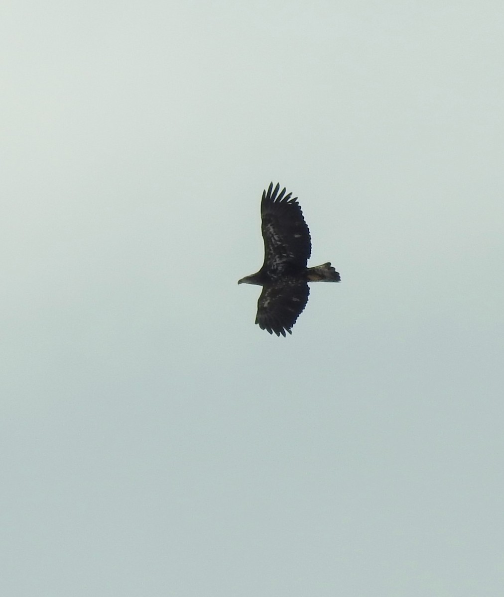 Bald Eagle - ML616375174