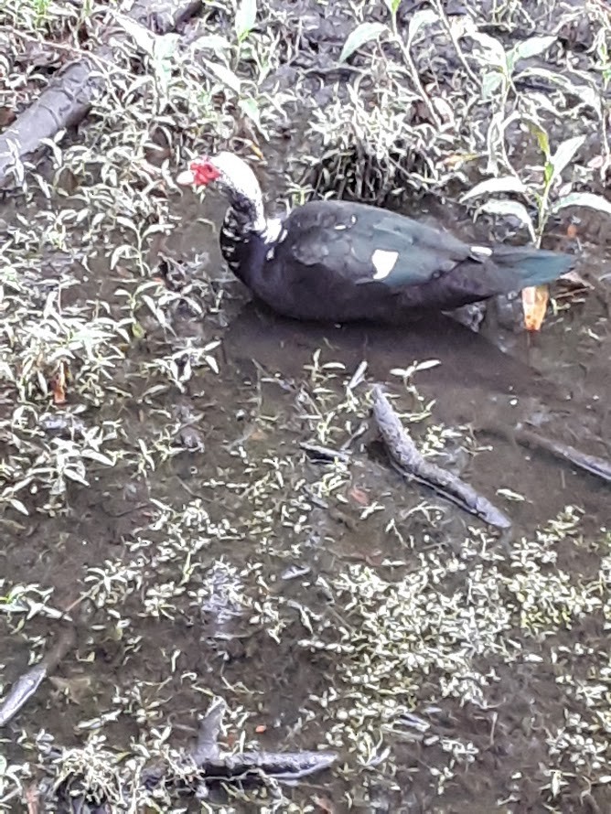 Muscovy Duck (Domestic type) - ML616375177