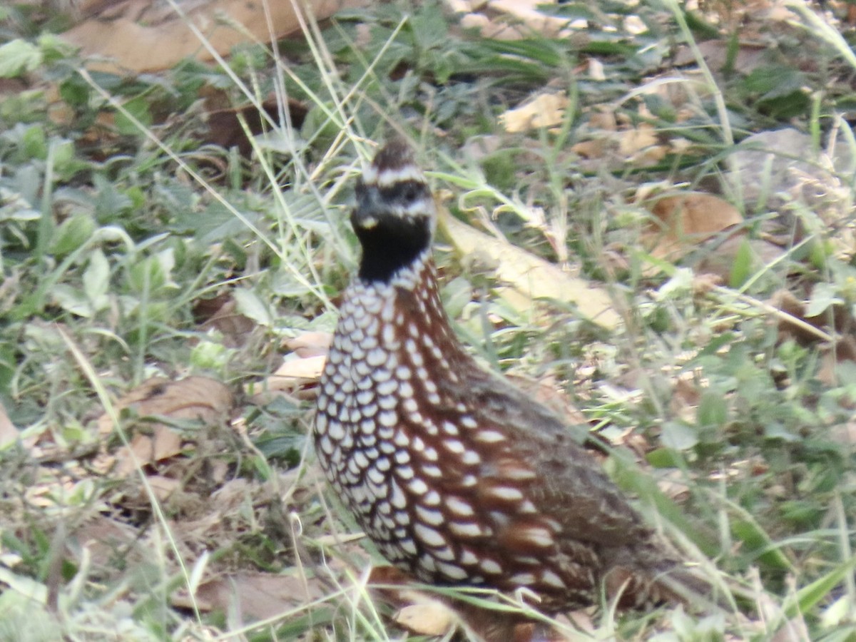 Black-throated Bobwhite - ML616375235