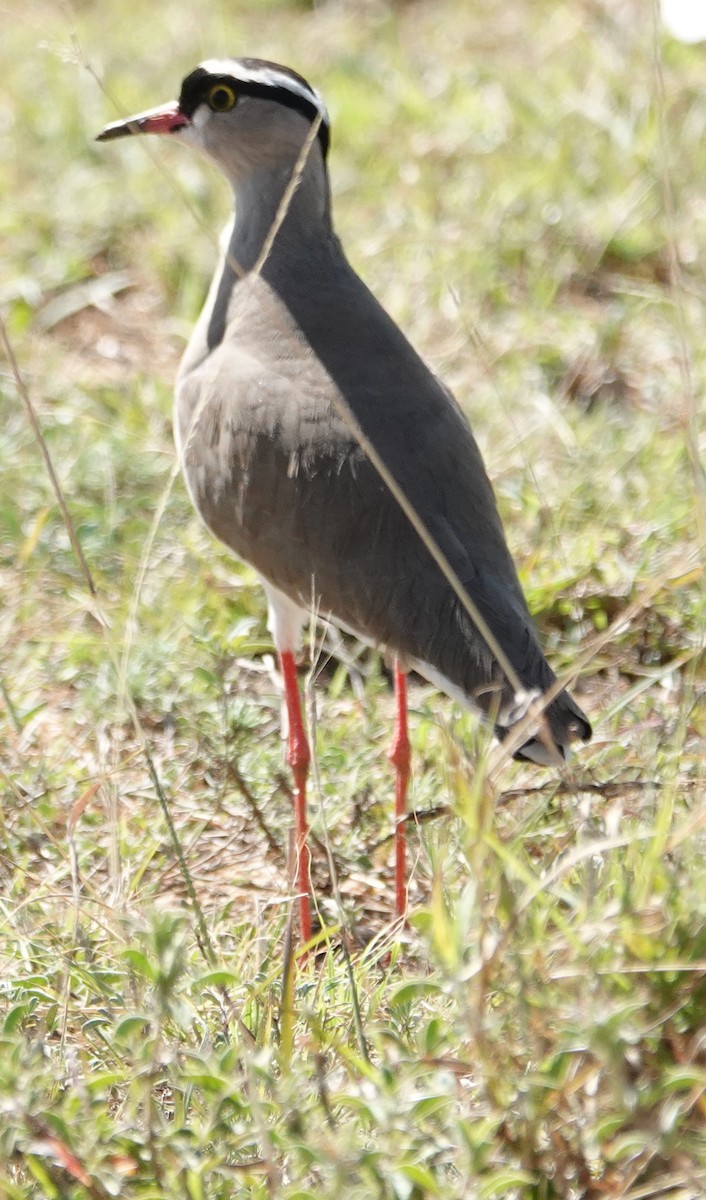 Crowned Lapwing - Olivia Millard