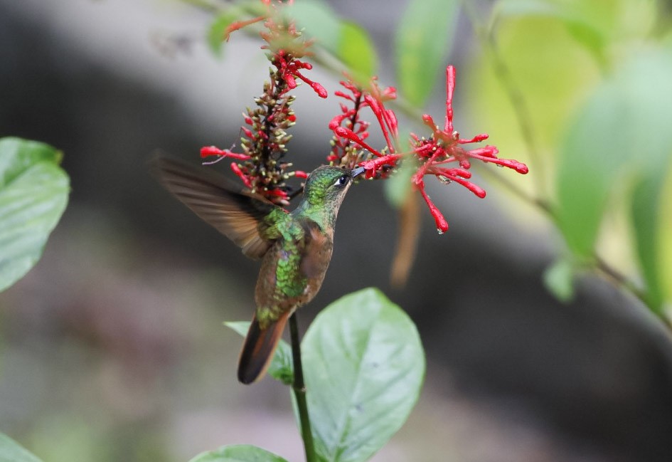 kolibřík brazilský - ML616375238