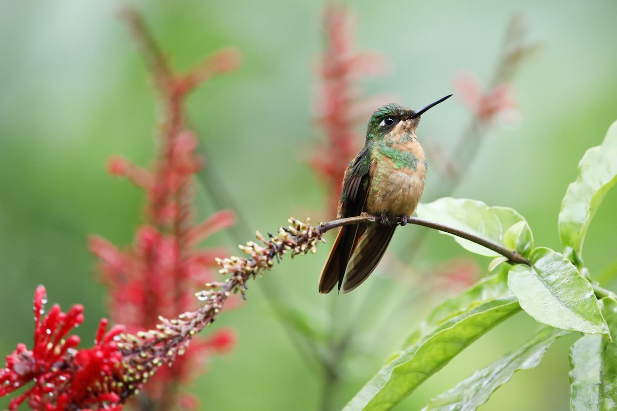 kolibřík brazilský - ML616375239