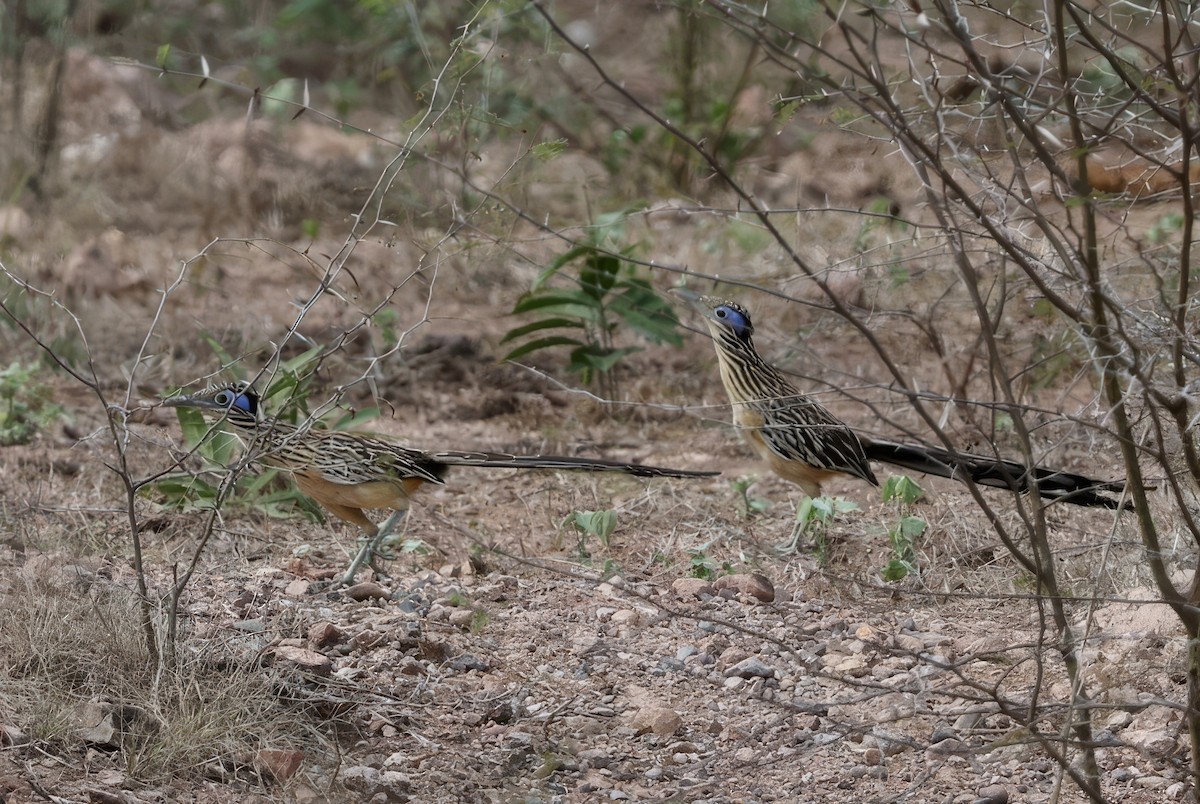 Lesser Roadrunner - ML616375274