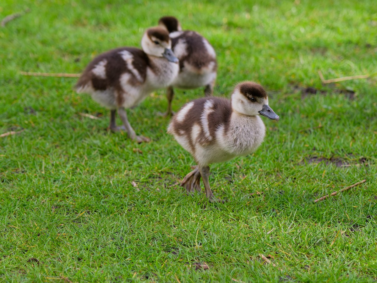 Egyptian Goose - Dale Floer