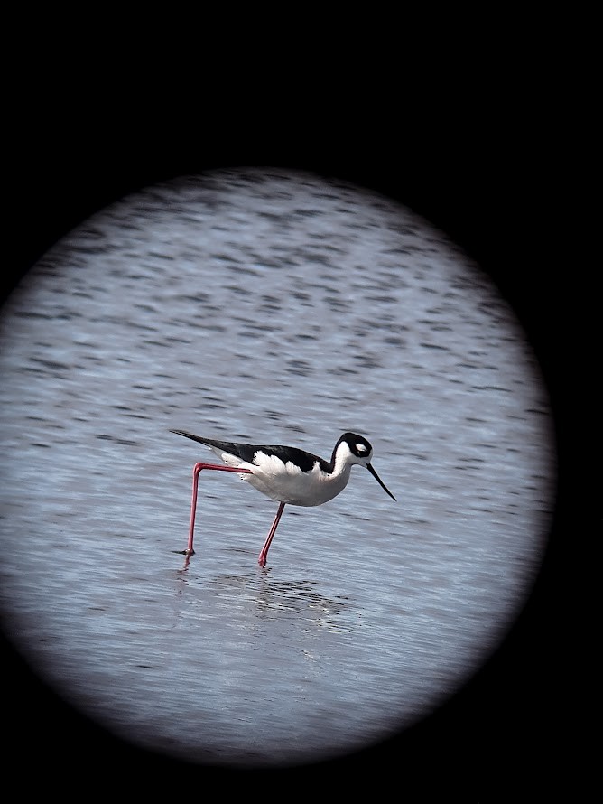 Black-necked Stilt - ML616375279