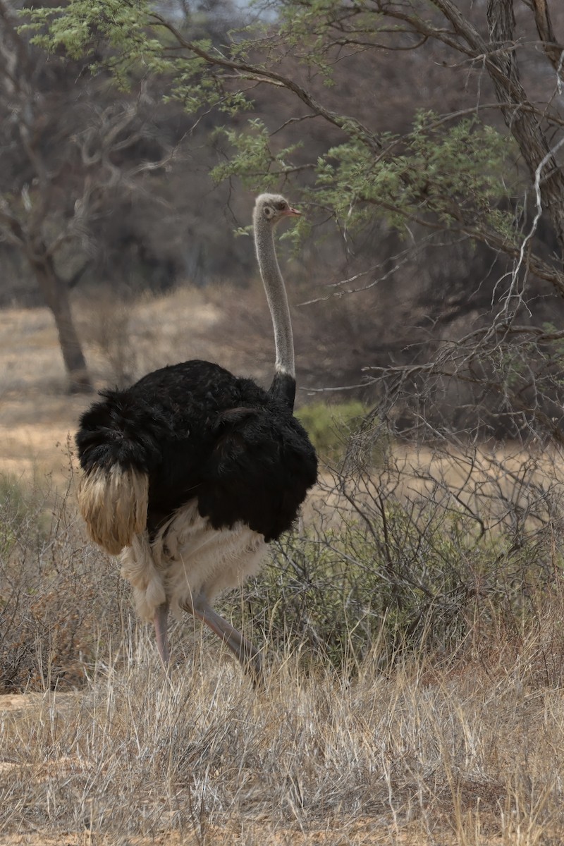 Common Ostrich - ML616375290