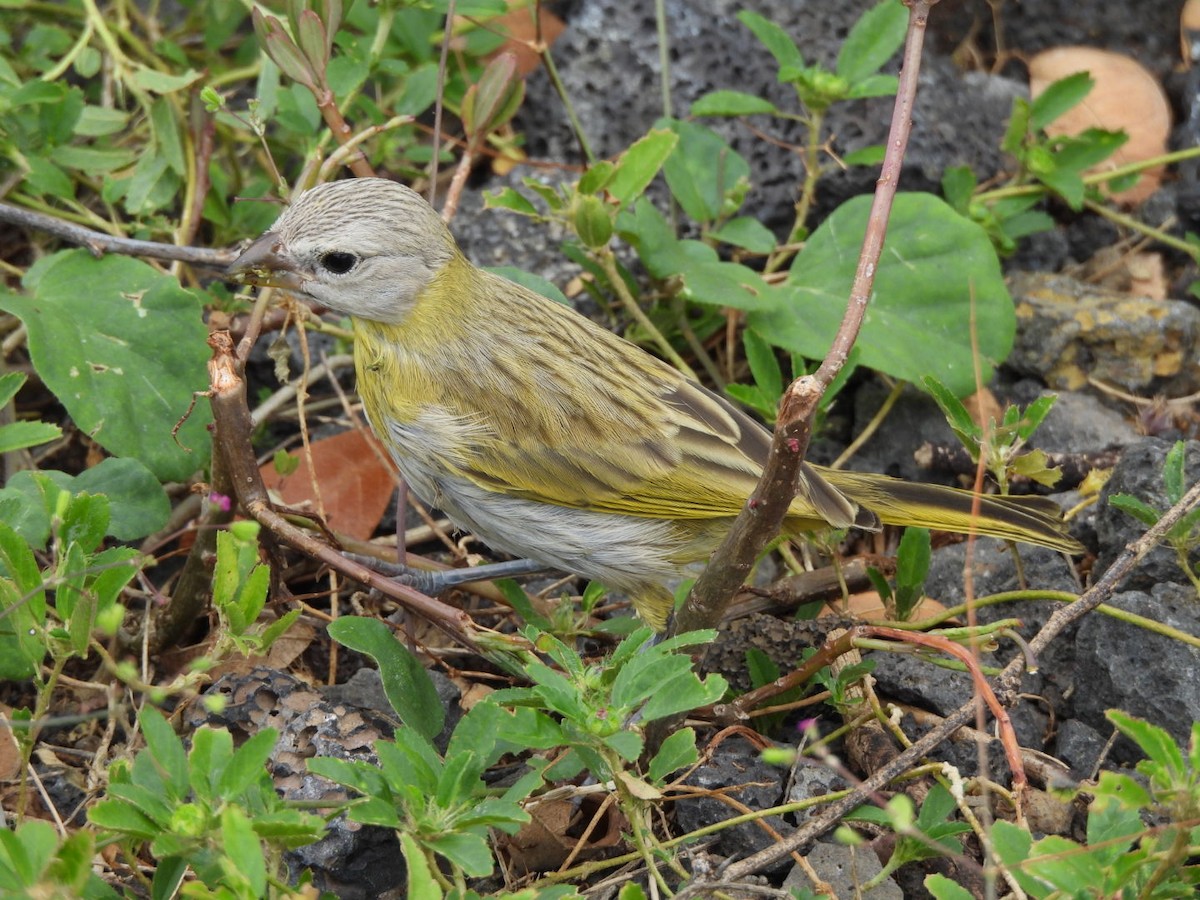 Yellow-fronted Canary - ML616375326