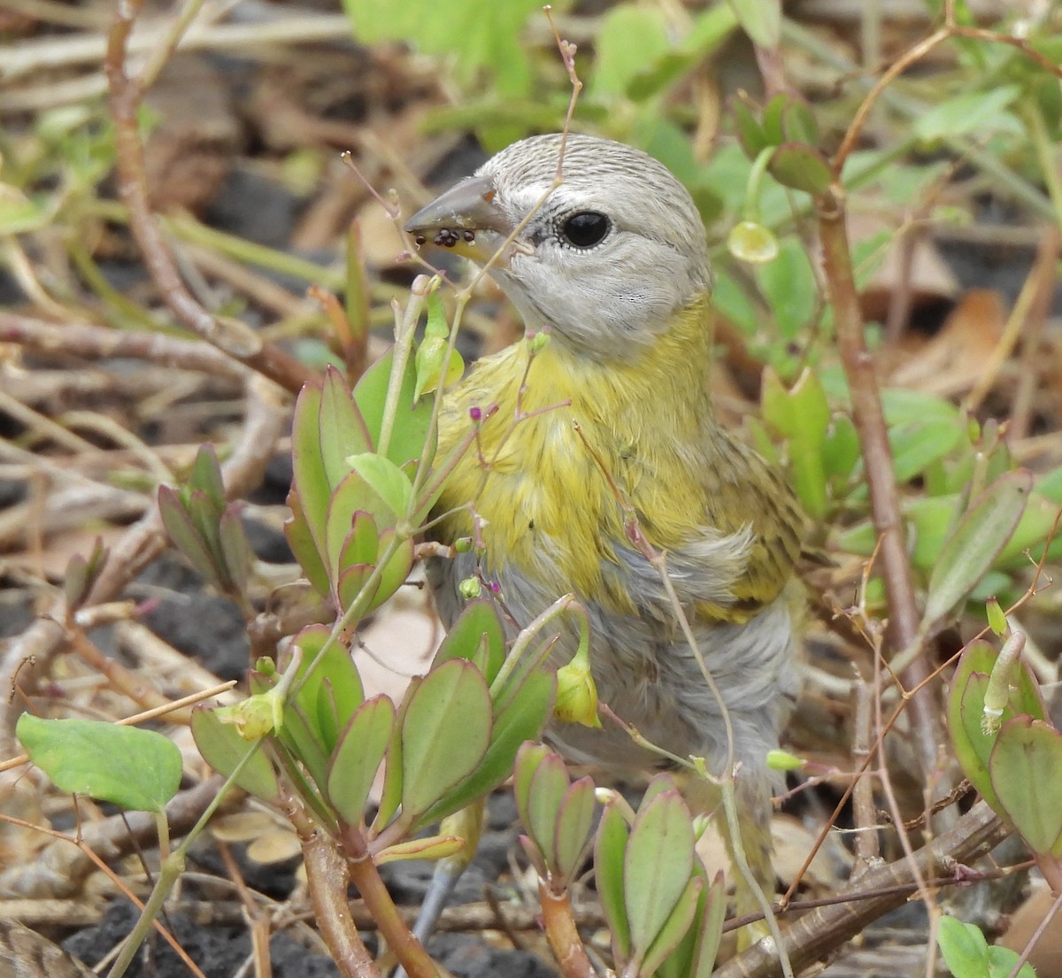 Yellow-fronted Canary - ML616375327