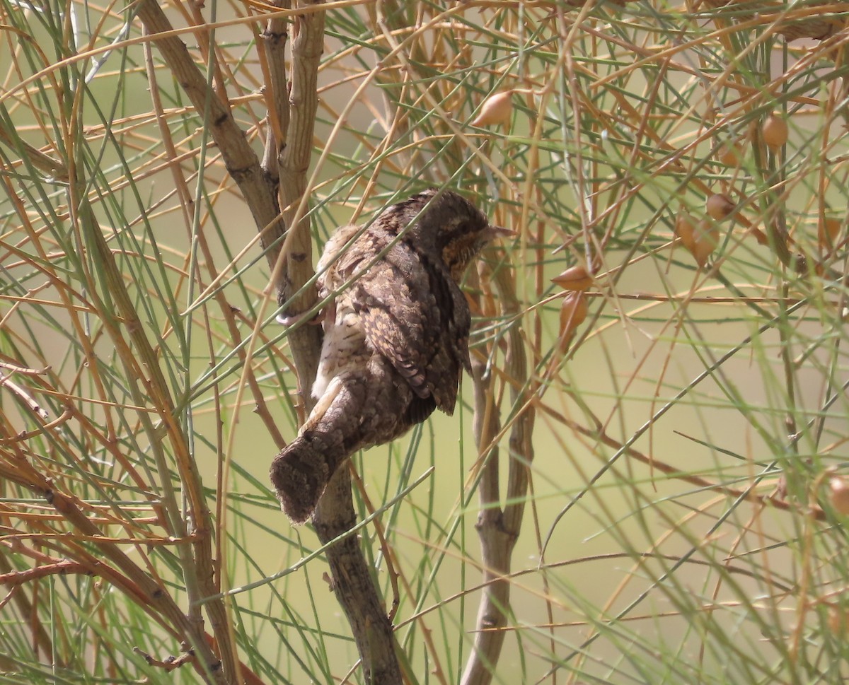 Eurasian Wryneck - ML616375356