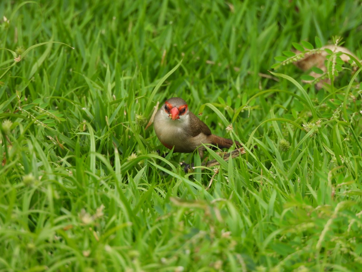 Common Waxbill - Eleanor H Sarren