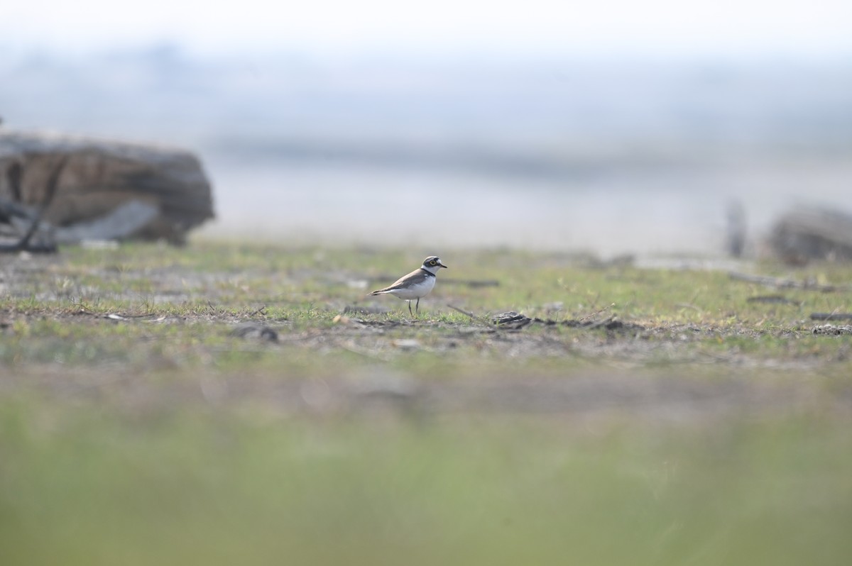 Little Ringed Plover - Aryapratim Sarkhel