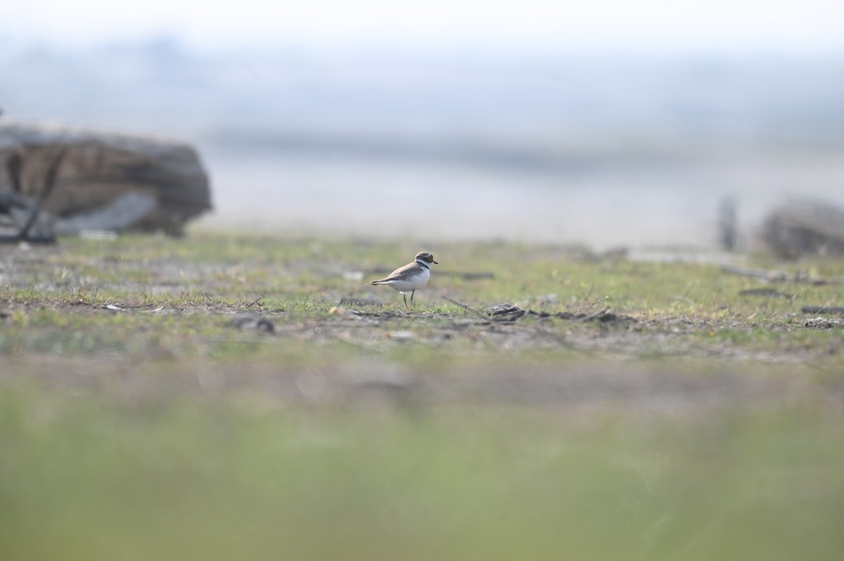 Little Ringed Plover - ML616375375