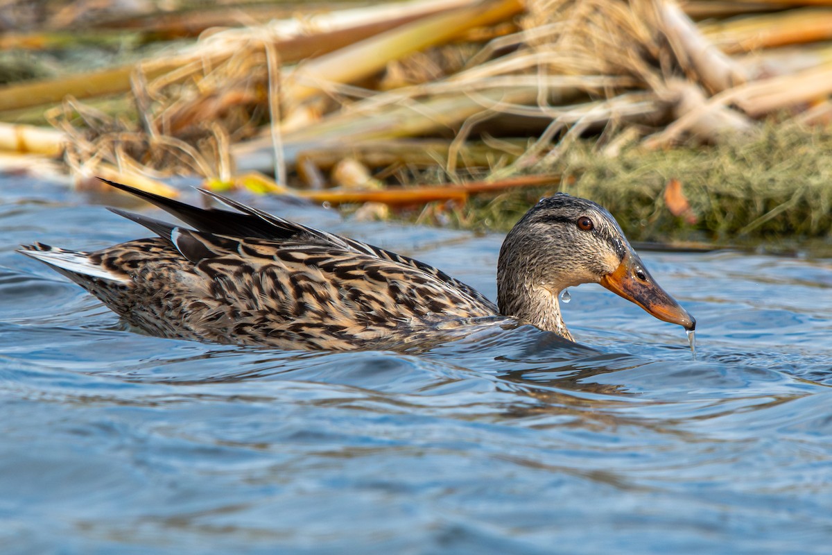 Canard colvert - ML616375388