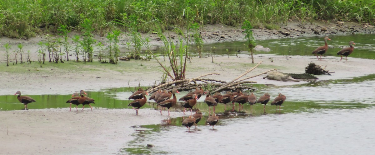 Black-bellied Whistling-Duck - ML616375415