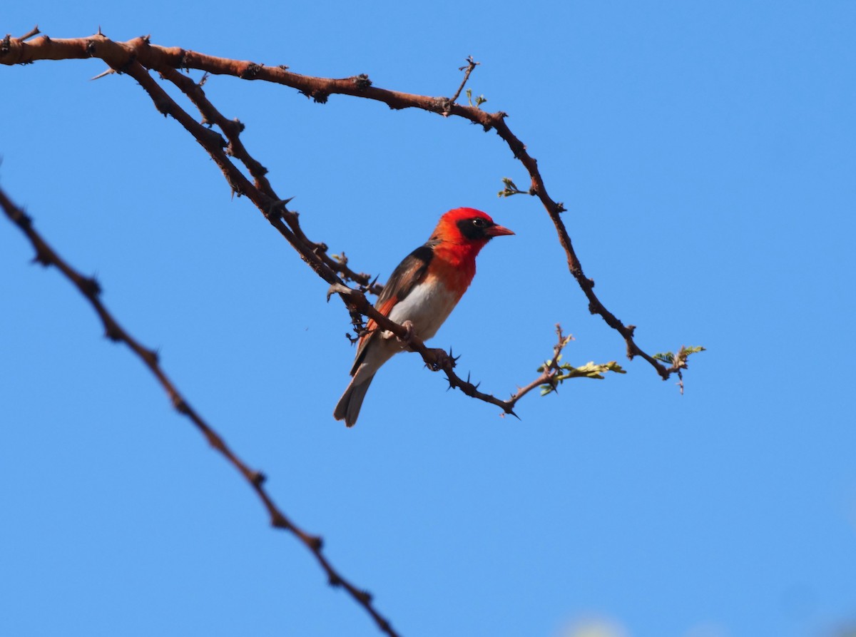 Red-headed Weaver - Brett Hartl