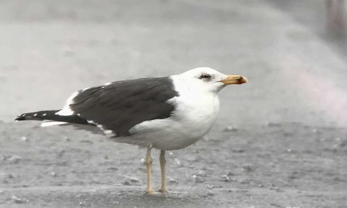 Lesser Black-backed Gull - Shai Mitra