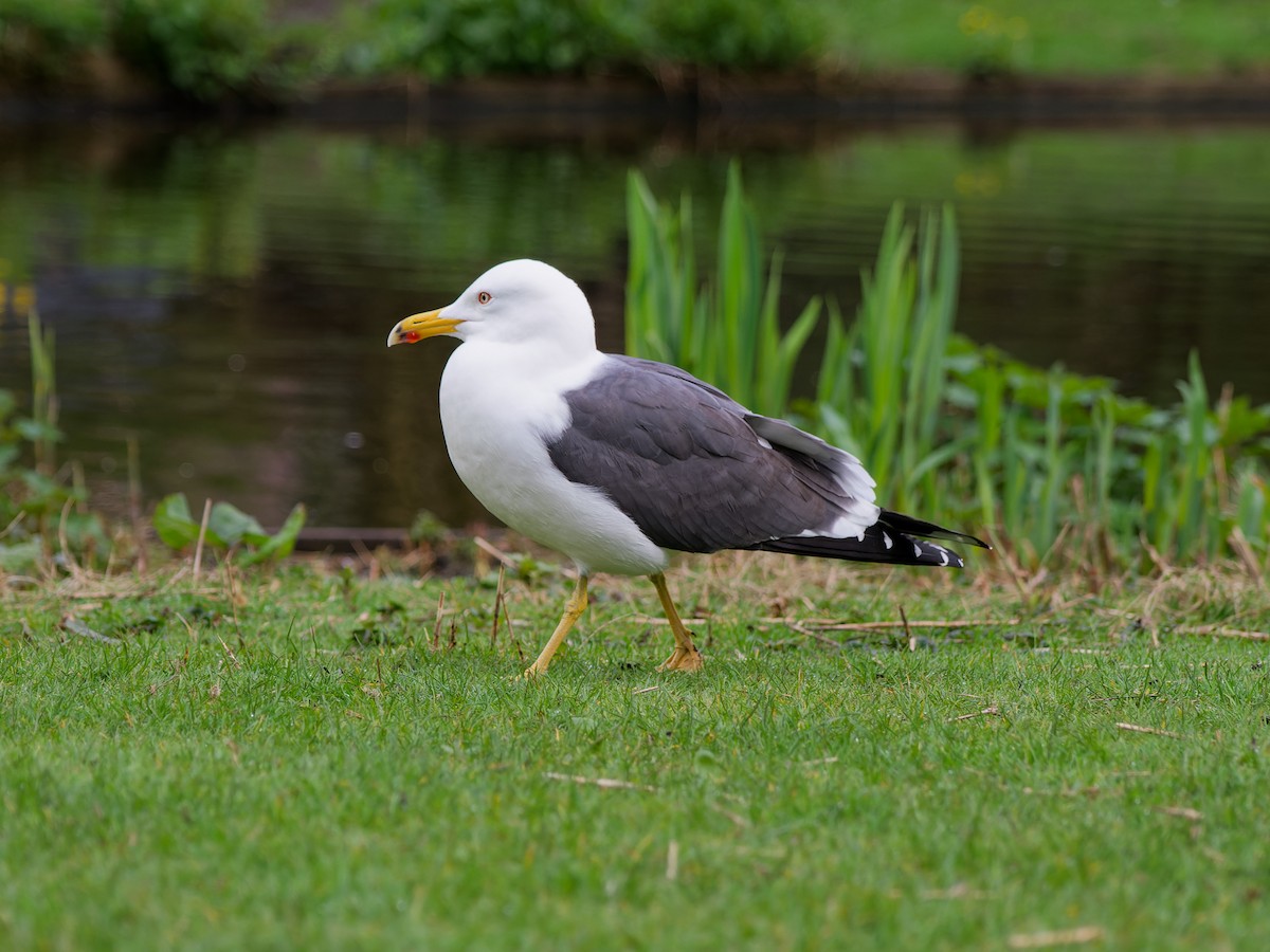 Lesser Black-backed Gull - Dale Floer