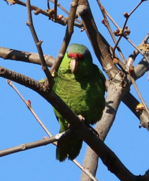 Lilac-crowned Parrot - ML616375563