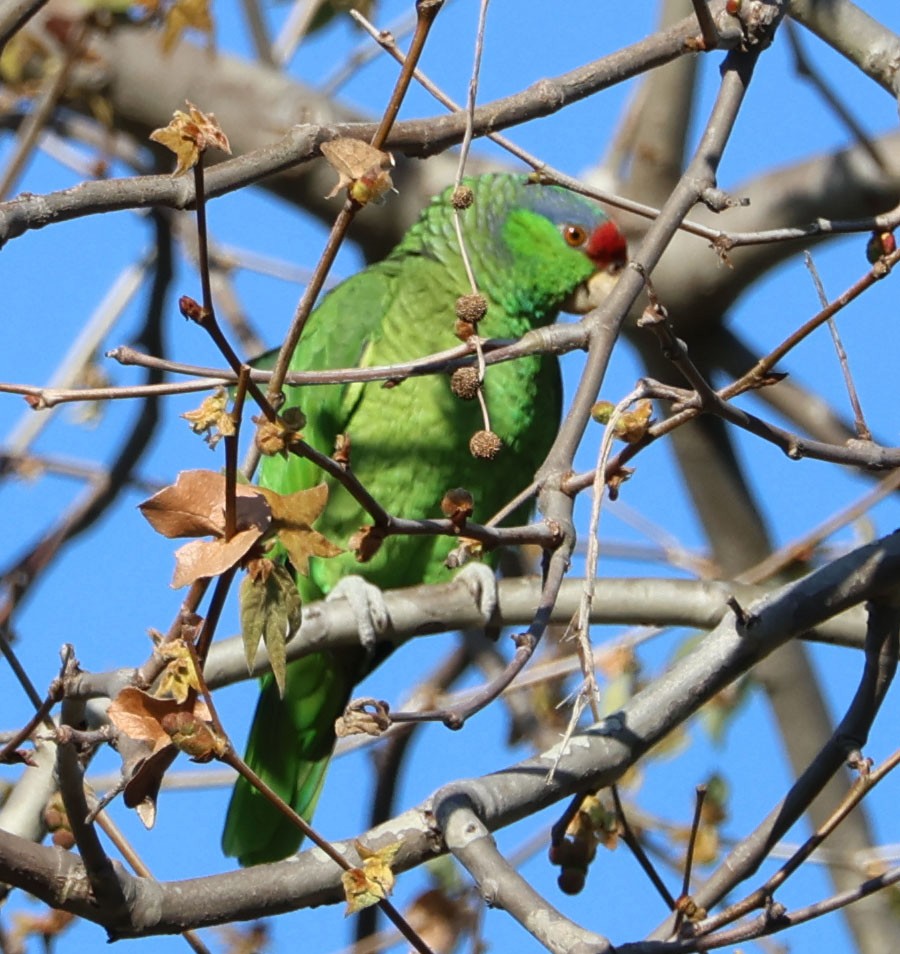 Lilac-crowned Parrot - ML616375564