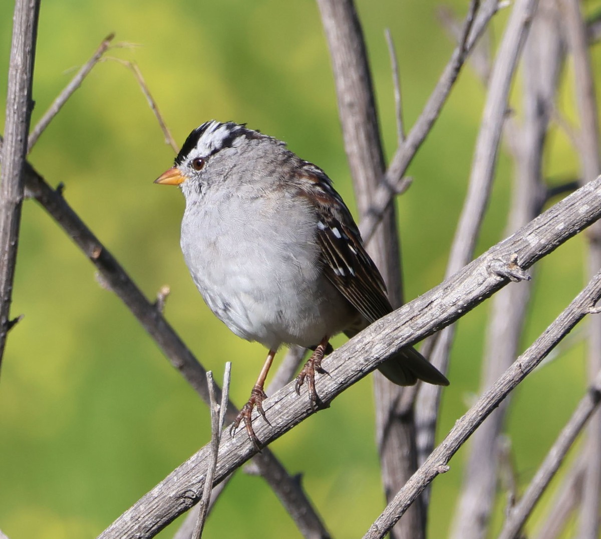 White-crowned Sparrow - ML616375605