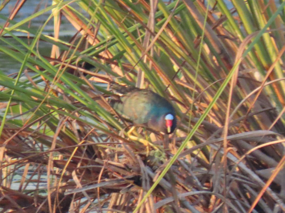 Purple Gallinule - ML616375610