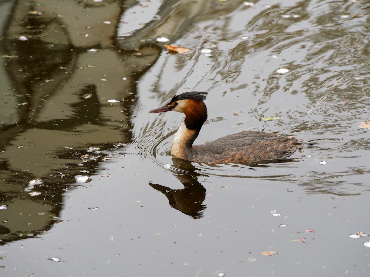 Great Crested Grebe - Dale Floer
