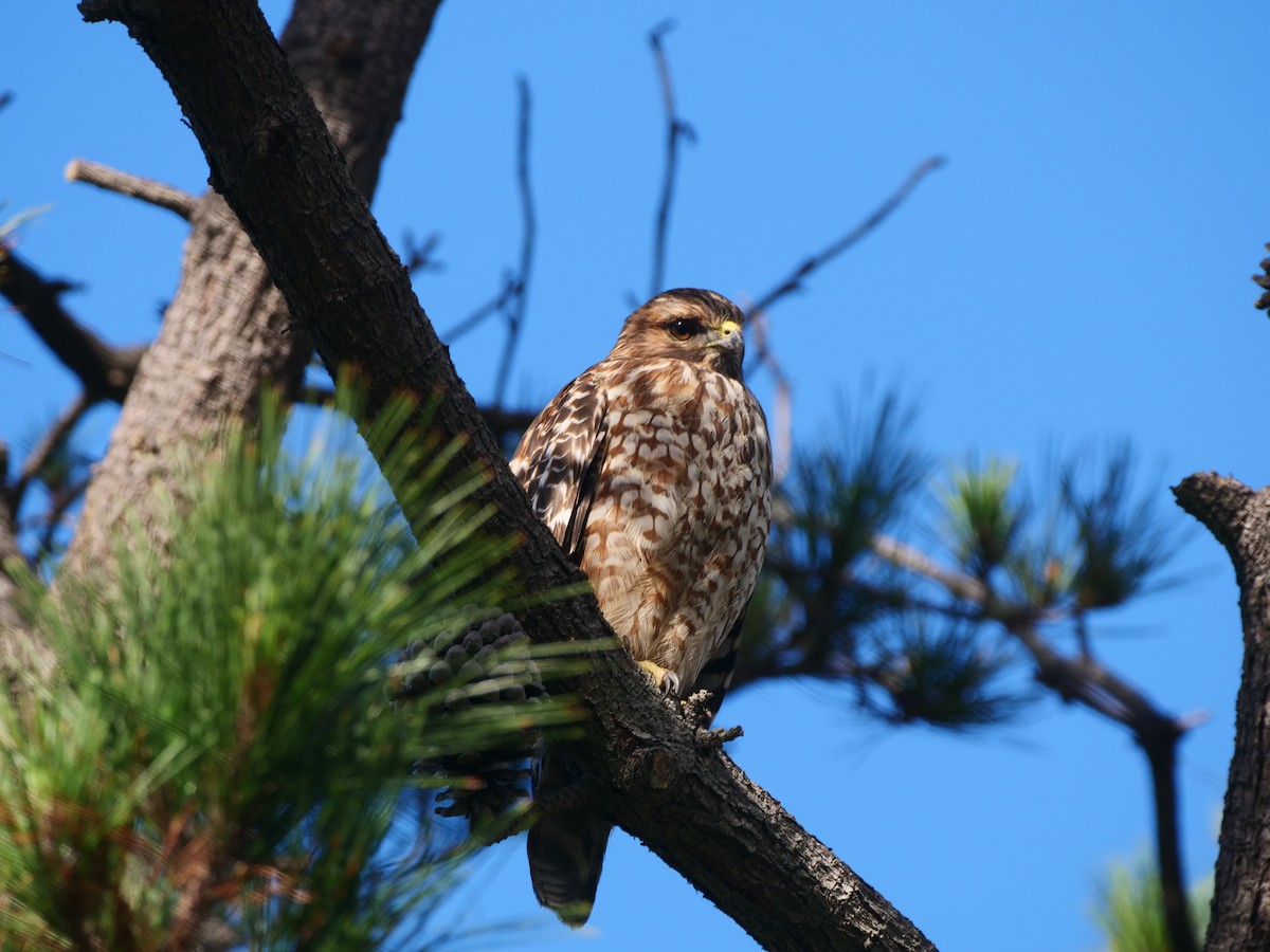 Red-shouldered Hawk - Brett Hartl