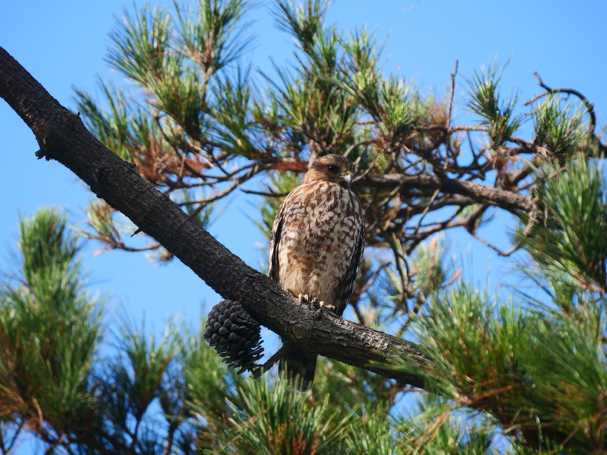 Red-shouldered Hawk - Brett Hartl