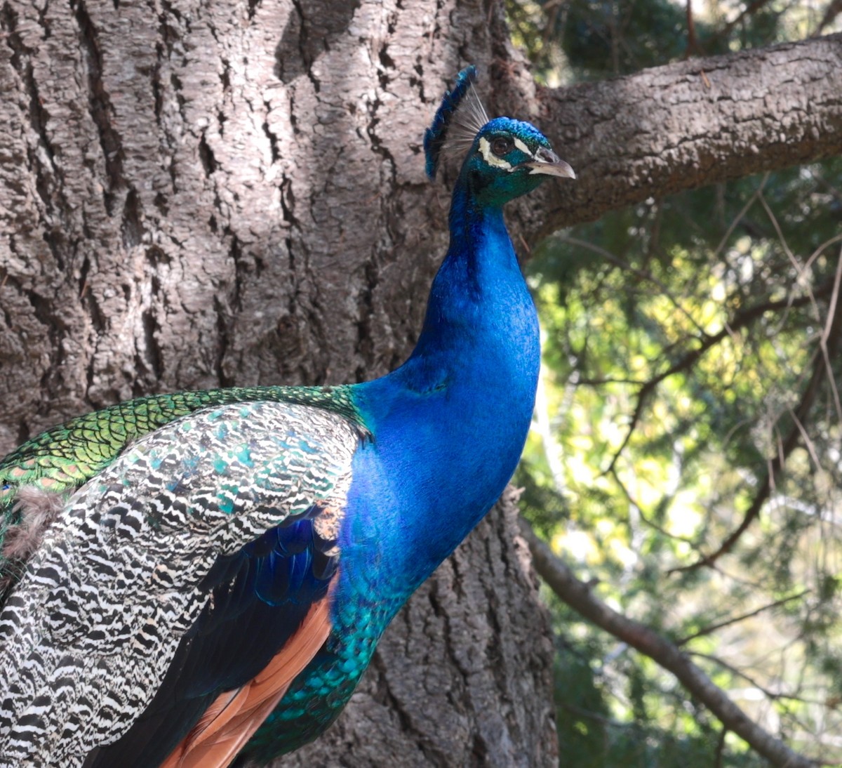 Indian Peafowl (Domestic type) - ML616375671