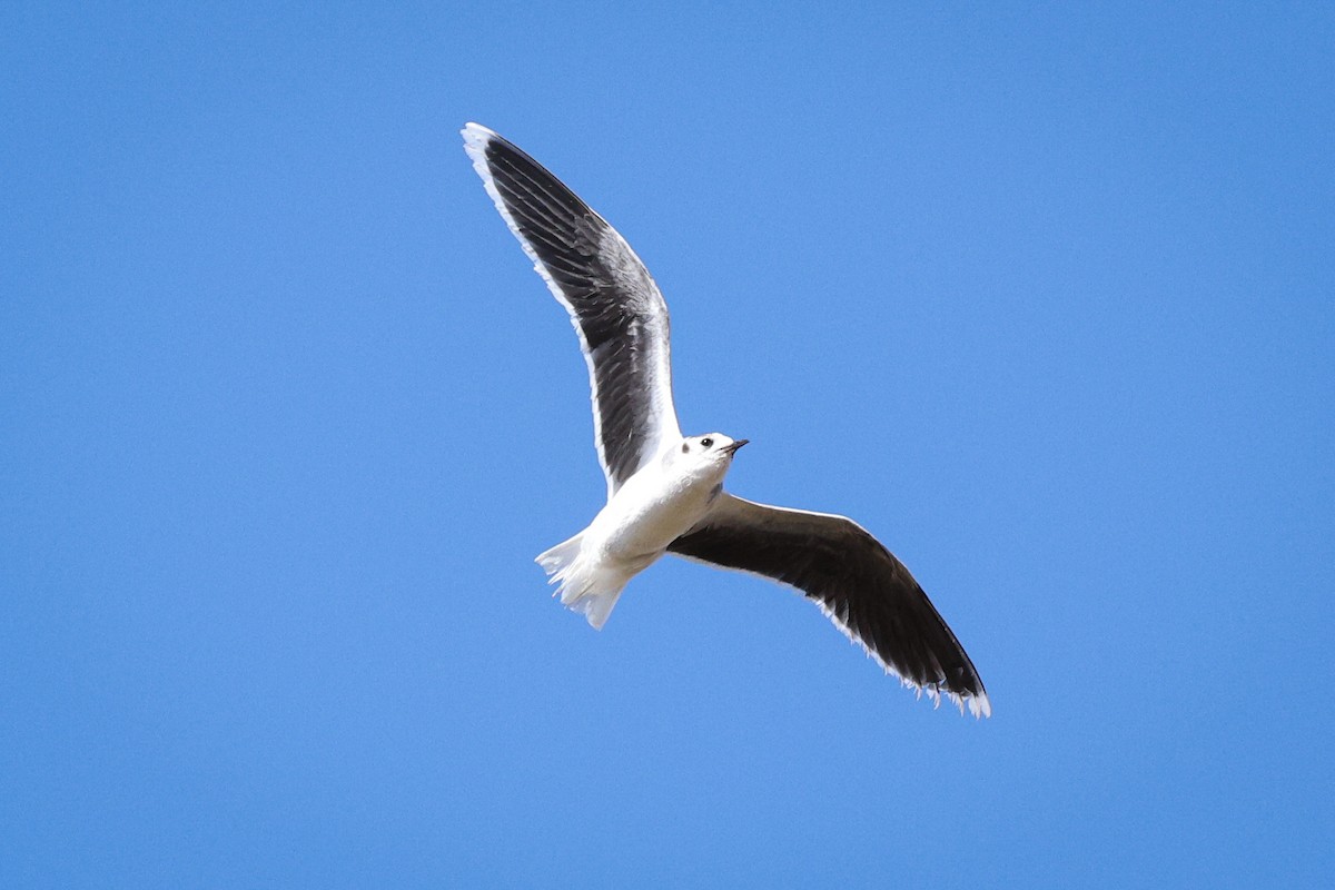 Little Gull - ML616375694