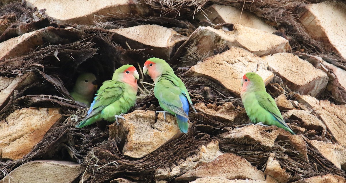 Rosy-faced Lovebird - John Ward