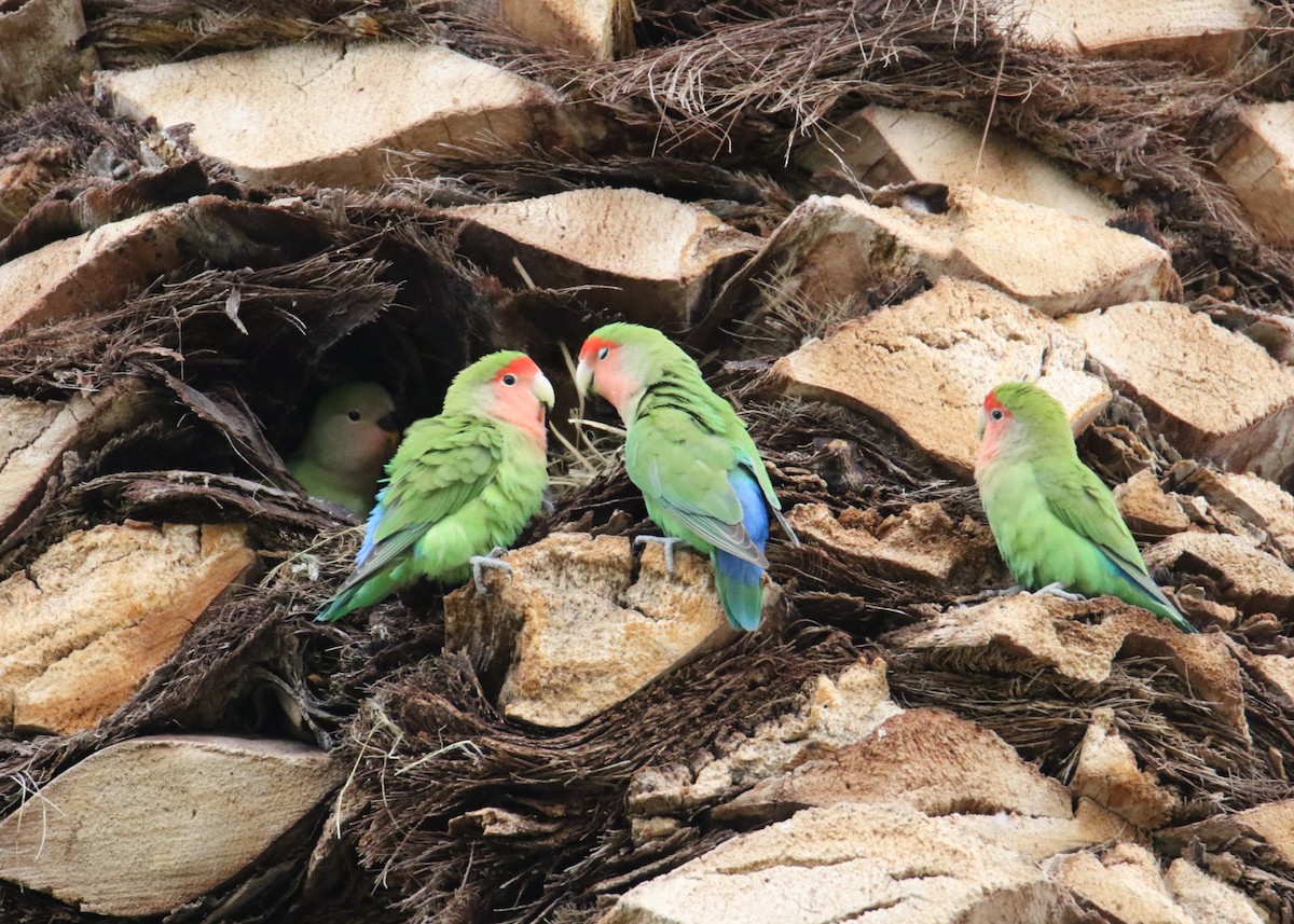 Rosy-faced Lovebird - John Ward