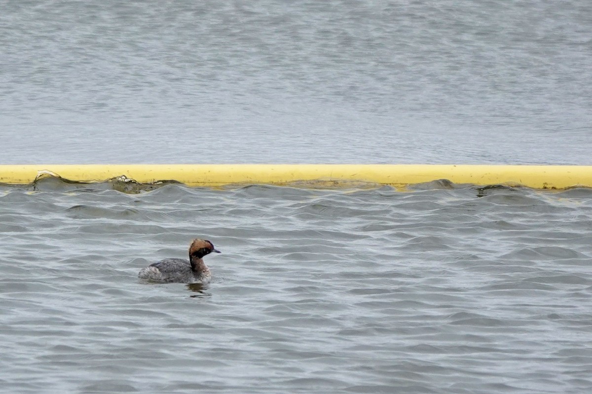 Horned Grebe - ML616375857