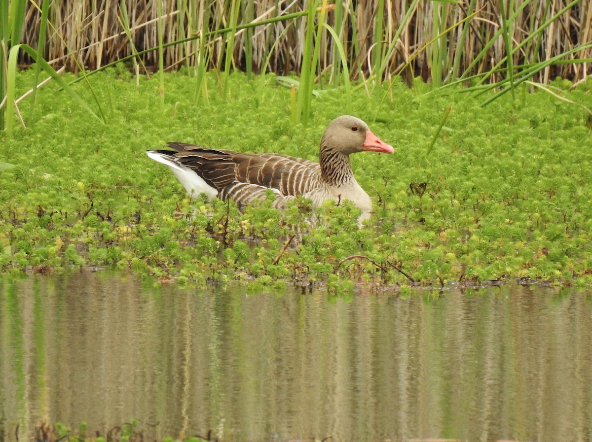 Graylag Goose - Filipe Manuel