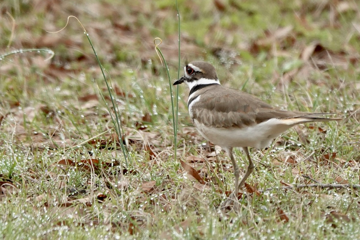Killdeer - ML616375873
