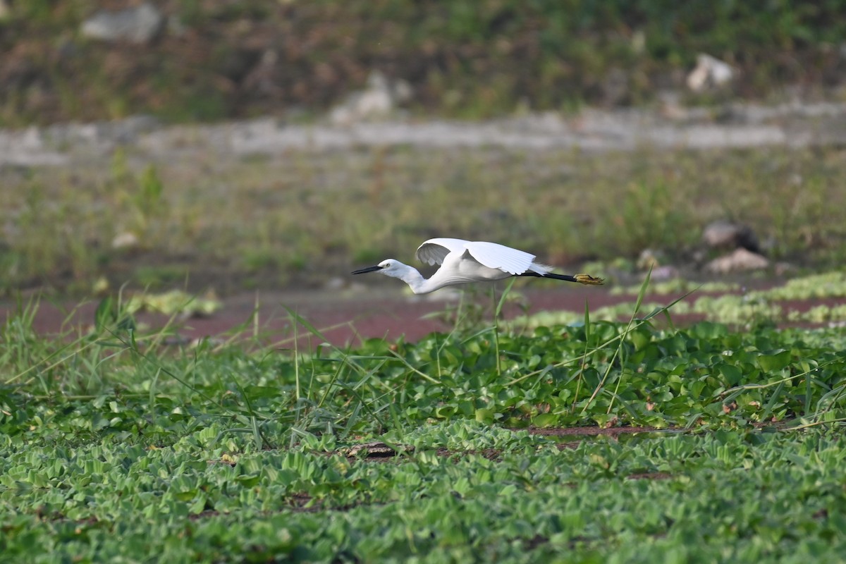 Little Egret - ML616375970