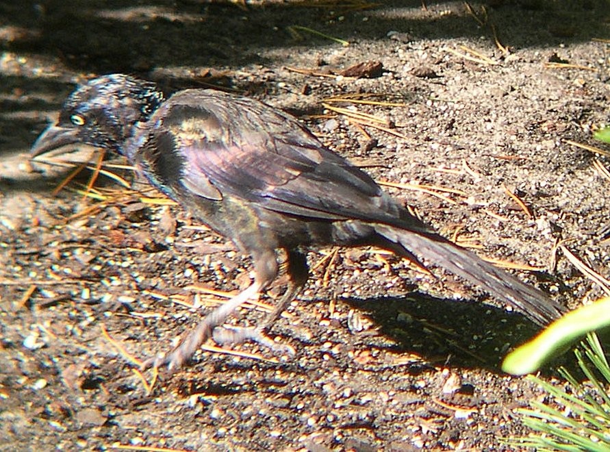 Common Grackle - Diane Pettey