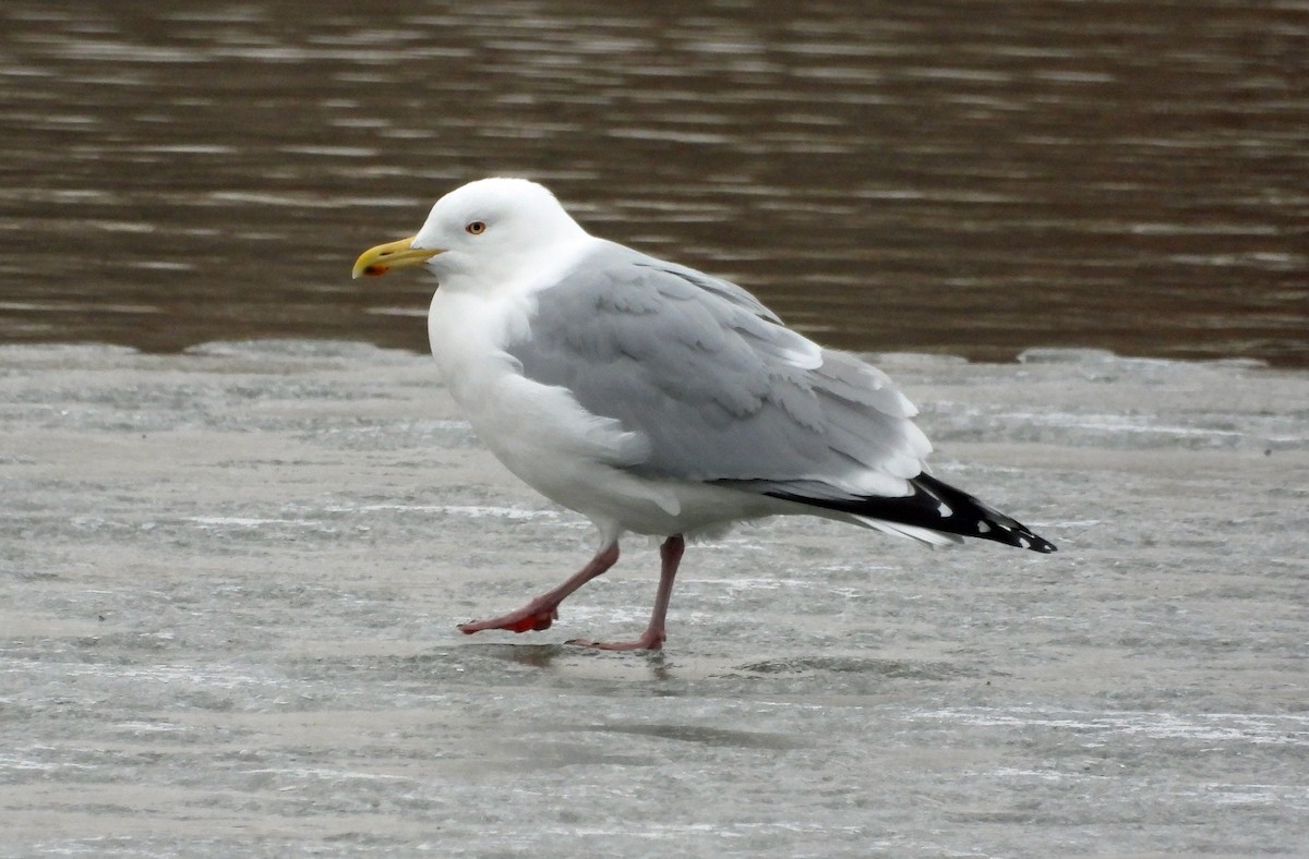 Gaviota Argéntea - ML616376031